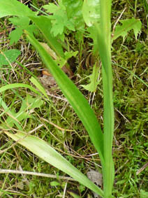 Anacamptis pyramidalis